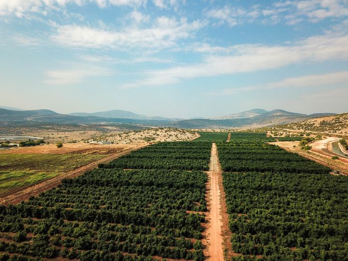 Vineyards