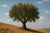 An olive wood tree on a hill, from which gifts are made.