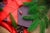 Christmas tree branches and gift ribbon