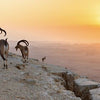 Bringing The Negev, Israel to life through the Artza Holy Land blog
