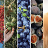 Taste and See: Discovering God’s Provision in the 7 Foods of the Promised Land