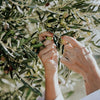 Versatile Uses of Olive Oil