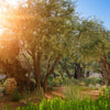 The Timeless Appeal of Olive Products: From Olive Oil to Olive Wood Treasures