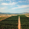 The Top Golan Heights Wineries to Taste the Best Israeli Wine